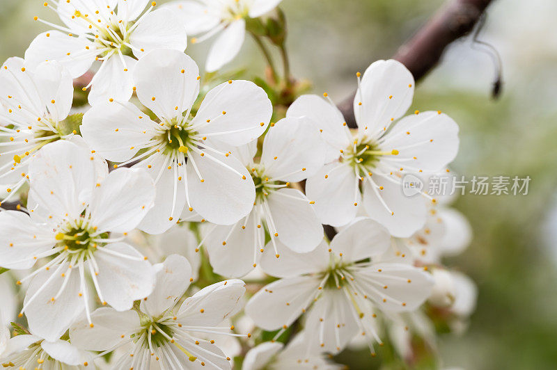 酸樱桃(Prunus cerasus)树在花园里开花